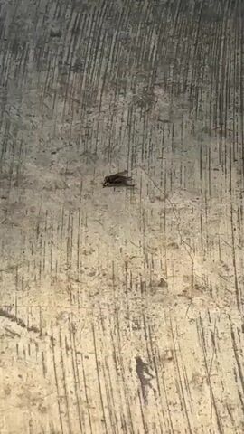 A single fly is visible in the center of the frame, perched on a rough, textured surface. The surface appears to be concrete or a similar material, with visible lines and a slightly mottled texture. The lighting is somewhat dim, creating subtle shadows. The fly is dark-colored and appears to be stationary. The footage consists of short, repeated clips showing the same scene with no apparent movement of the fly or its surroundings.