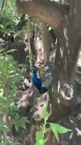 The video shows a peacock perched in the fork of a tree, surrounded by green foliage. The peacock has bright blue feathers on its neck and chest, and its tail feathers are patterned with gray and green. The tree has a thick, gnarled trunk and branches. The scene is well-lit, suggesting it is daytime. The camera remains mostly still, with slight adjustments to keep the peacock in frame.