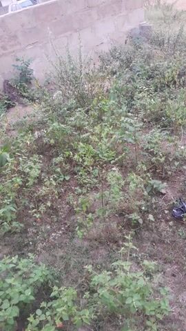 The video presents a view of a lot overgrown with weeds. A concrete block wall stands separating the lot from buildings that appear to be in the neighborhood. The shot is shaky, but the buildings are constructed from concrete blocks. In the background, you can see what appears to be a silver vehicle. The footage is filmed during daylight hours.