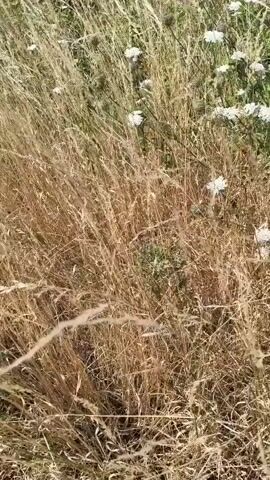 The media file shows a close-up view of dry, tall grass swaying in the wind. The grass is predominantly golden brown, with some hints of green and white wildflowers interspersed throughout. The focus is on the texture and movement of the grass, creating a sense of a natural, outdoor environment.

The scene appears to be set in a field or meadow, likely in a rural area given the abundance of natural vegetation. The bright lighting suggests it is daytime, possibly late morning or early afternoon, with the sun illuminating the scene and casting soft shadows. The gentle swaying of the grass implies a light breeze.

No people or specific objects are clearly visible, though there are some darker shapes in the distance that might be figures or larger plants. The overall mood evoked is one of natural tranquility and the subtle beauty of a wild landscape. The location context of Rushcliffe, United Kingdom, further supports the impression of a temperate, potentially summer or early autumn, countryside setting. There is no visible text within the media file.