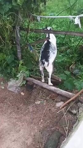 A black and white goat stands on its hind legs, reaching up to a wooden structure. The goat is positioned outdoors in a natural environment with greenery and dirt. There are several pieces of wood on the ground.