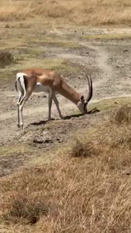 The video shows a single, adult male Grant's gazelle grazing in a dry, grassy environment. The gazelle is light brown with a white underbelly and black stripes. It has long, curved horns. The ground is parched, with patches of dirt and dried grass. A faint path can be seen in the background. The overall lighting is bright, suggesting a sunny day.