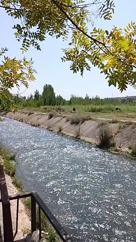 A fast-flowing river runs through an open field under a clear blue sky. The river has a rough texture as it moves, with ripples and splashes visible. The banks of the river are lined with concrete structures, and beyond them, there are grassy areas with trees and bushes. In the distance, there are several dark-colored animals grazing in the field. A tree with green and yellow leaves hangs into the frame from the top left corner, partially obscuring the sky and field. The overall scene depicts a natural outdoor environment with evidence of human infrastructure.