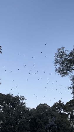 Large bird flock observed over Catamarca, Argentina