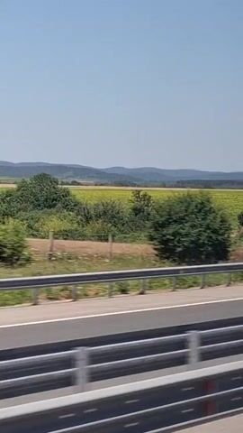 The video is a horizontal, side-view shot from a moving vehicle, likely a car or bus, showing a roadside landscape on a clear, sunny day. In the foreground, a highway guardrail is visible, composed of metal barriers and posts. Beyond the guardrail is a road with white lane markings. The middle ground features a vibrant green field, appearing to be a crop of sunflowers due to their yellow hue, stretching towards rolling hills in the background. Scattered trees and bushes are interspersed between the road and the field. The sky is a pale, cloudless blue. The motion of the vehicle causes the landscape to blur slightly, indicating movement. There are no people or animals visible in the frame.