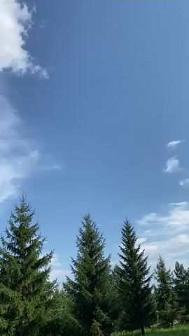 The video shows a time-lapse of the sky from the perspective of below trees. The sky is initially blue with scattered white clouds. As the video progresses, the clouds become larger and darker, eventually covering most of the sky, indicating an approaching storm. The trees in the foreground remain static throughout the recording. No people or other significant objects are visible.