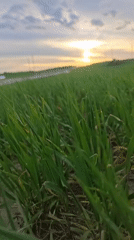 Sunset rural documentation captured in Belarus countryside