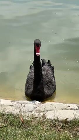 A black swan with a red beak sits partially submerged in a body of murky green water. The swan is facing the camera and its head is tilted slightly to its left. The swan's body is mostly submerged, with its black feathers visible. The water is still, with some ripples around the swan. The swan is positioned near the edge of the water, where there is a border of large, light-colored rocks. Beyond the rocks, there is a strip of green grass. The scene is lit by natural sunlight.
