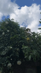 Rose garden documented in bloom in Lozarevo, Bulgaria