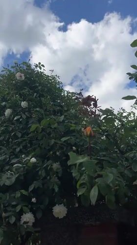 Rose garden documented in bloom in Lozarevo, Bulgaria