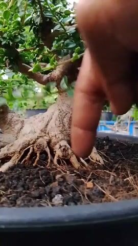 A hand with a finger is shown touching the roots of a bonsai tree in a black pot. The tree has a thick, gnarled trunk with exposed roots and dense green foliage. The background is blurred, showing greenery and what appears to be outdoor lighting. The camera zooms out to show the entire bonsai tree in its pot.