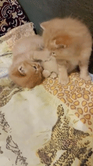 Mother cat and kittens observed playing and resting together