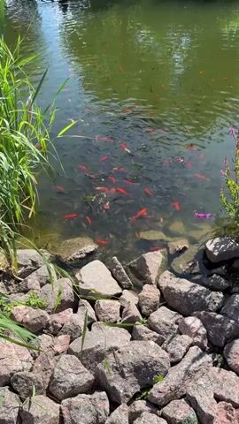 The video shows a pond teeming with fish. The water is green and reflects the sunlight. The pond is surrounded by large, gray rocks and some green reeds. There are many small, red and orange fish swimming close to the surface, along with many darker, larger fish underneath them. The camera pans across the pond, capturing the active movement of the fish.