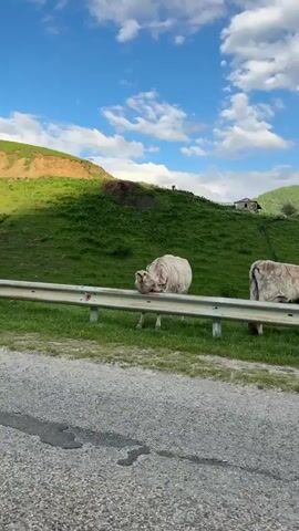 A white cow is leaning its head on a metal guardrail in a grassy field. The cow is facing left and its eyes are closed. The guardrail is silver and is positioned horizontally. The field is green and slopes upwards behind the cow, with a dirt path at the top of the slope. The sky is blue with some white clouds.