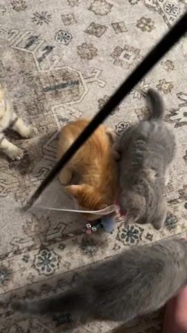 The video shows four kittens playing with a wand toy on a patterned rug. One kitten, predominantly brown and black tabby, is on the left side of the frame, looking at the toy. An orange kitten is in the center, interacting with the toy, which has colorful feathers attached. A gray kitten is behind the orange one, and another gray kitten is further back and to the right, seemingly moving away from the toy. The wand toy is black with a white string and a colorful feathered attachment, and it is being held out of frame, presumably by a person. The kittens are actively engaged with the toy, batting at it and appearing playful. The lighting appears to be indoor ambient light.
