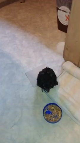 The video shows a black chick wearing a cone around its neck. The chick is lying on its side on a white mat, with its wings slightly spread. A blue bowl filled with birdseed is placed in front of it. The chick appears to be struggling, moving its head and wings. The background is blurry but suggests an indoor setting with a floor and furniture. The chick lets out a vocalization.