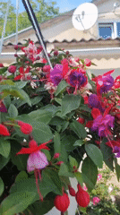 Garden moments: bee visits fuchsias, unusual strawberry found