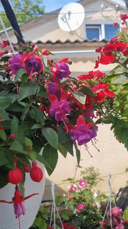 Garden moments: bee visits fuchsias, unusual strawberry found