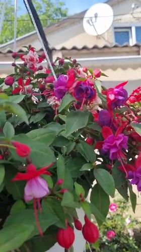 Garden moments: bee visits fuchsias, unusual strawberry found