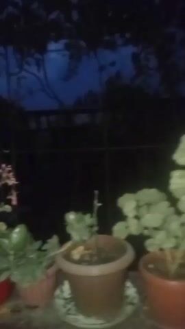 The video shows a row of potted plants on a ledge. The background is dark, with some foliage visible against a dark blue sky, suggesting it is dusk or nighttime. The camera is moving, panning from left to right across the plants. The plants themselves are out of focus and appear to be a variety of green leafy plants, some with pink flowers. The pots are of various colors, including red, brown, and terracotta. There are no people or animals visible in the video.