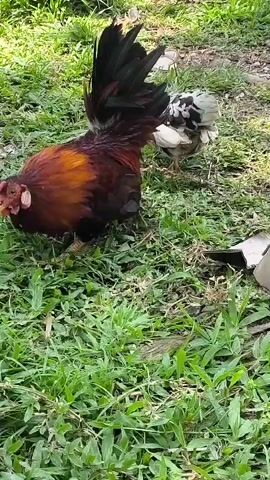 The video shows two chickens in a grassy outdoor area. One chicken, a rooster, is in the foreground, facing left and pecking at the ground. It has brown and red feathers with black tail feathers. Another chicken, a hen, is partially visible in the background behind the rooster, facing away from the camera. The ground is covered in green grass and some dry leaves. The lighting suggests it is daytime.