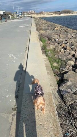 The video shows a person walking a small, light brown dog along a paved path. The dog is wearing a black and pink leopard print coat. The path is next to a low concrete wall, and beyond the wall is a rocky shoreline. The water of a bay stretches out to a distant sandy beach and buildings under a blue sky with some clouds. The person's shadow is visible on the path, walking alongside the dog. The camera moves forward, panning slightly to the right, focusing more on the rocks and the water.