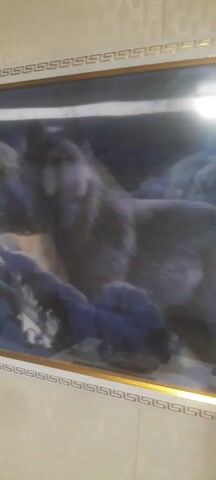 The video shows a framed picture of a gray wolf. The wolf is positioned in the foreground with snow-covered branches at the bottom. The background appears to be a forest. The frame is gold-colored with a patterned design. The video appears to be taken indoors. There is a reflection of a light in the glass covering the picture.