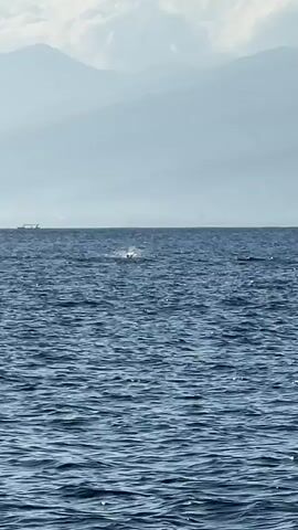 The video shows a wide shot of the ocean with a hazy mountain range in the background. The water is choppy. In the distance, two small boats are visible. In the mid-ground, several dark shapes are breaking the surface of the water, indicating marine life, possibly whales or dolphins. One of these shapes, on the left side of the frame, appears to be a large tail fin, suggesting a whale or dolphin diving. The overall lighting suggests it is daytime, possibly morning or late afternoon given the haze. There are no people visible in the water.
