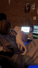 Indoor moments captured in North Kuta: person with cat, disco lighting