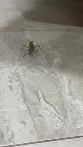 A green praying mantis walks across a marbled floor. The mantis is in focus and its shadow is visible on the floor. The background is blurred and dark.