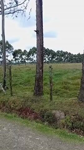 The video shows a dirt road running through a rural landscape on a cloudy day. 

The road is flanked by trees, some tall and slender, others with fuller foliage. A rudimentary fence line runs alongside the road, made of wooden posts and wire, separating the road from a field. The field is mostly green with patches of exposed dirt. In the distance, a dense line of trees is visible, possibly marking the edge of the field or a forest beyond. The sky is overcast with grey clouds.

The camera appears to be moving along the road, offering a view of the passing scenery. There are no people or animals visible in the video. The scene is quiet and peaceful.