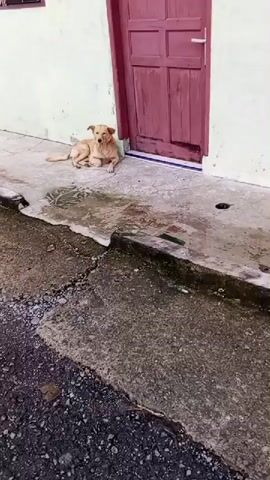 A light-colored dog is lying on a concrete surface in front of a red door. The dog is positioned on its side, with its head resting on its paws. The concrete is wet and shows some cracks. The wall behind the dog is light green. The door is a dark red color and has a decorative item on top, possibly a wreath. The dog appears to be resting or possibly grooming itself, as it briefly lifts a paw.
