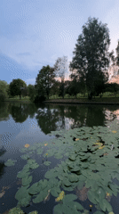 Dusk at a man-made waterfall, ducks and all