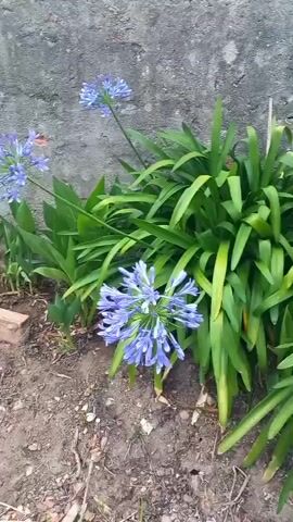 This is a video file of a close-up shot of Agapanthus flowers blooming. The flowers are a vibrant blue-purple and are clustered together in a spherical shape atop tall, thin green stalks. The leaves of the plant are long, strap-like, and a deep green, some with yellowing tips. They grow in a dense clump at the base of the flowers. The background consists of a rough, grey stone or concrete wall, possibly a garden wall or the side of a building. The ground in front of the plants is a mix of dry soil, small pebbles, and some scattered dry leaves or twigs. The lighting suggests it is daytime, with natural light illuminating the scene. The overall mood is serene and natural, highlighting the beauty of the blooming flowers. There is no visible text in the media file. The context provided places this scene in Oliveira do Bairro, Portugal, suggesting a garden setting in this Portuguese town. The video focuses solely on the plants and their immediate surroundings, with no people or animals present.