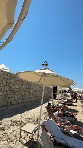 A seagull stands on top of an open, beige beach umbrella. Several people are lounging on beach chairs in the background under the shade of other umbrellas. A stone wall runs along the back of the beach. The sky is clear and blue.