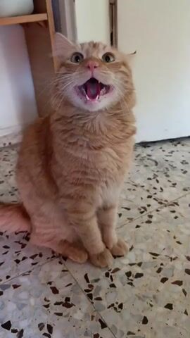 A ginger cat sits on a speckled tile floor, facing forward with its mouth open. The cat's eyes are wide and green, and its ears are slightly back. It appears to be meowing or vocalizing. The background shows a white door and a shelf unit with a white object on it.