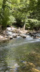 Forest stream in Dryanovo shows varying flow and light patterns