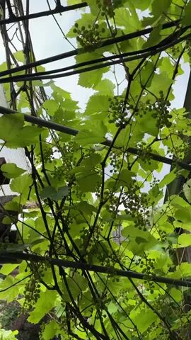 A video showing a close-up view of grapevines with clusters of small green grapes and green leaves, climbing on a trellis and against a textured wooden wall. The camera pans slowly to the right, revealing more of the vines and the surrounding environment which includes glimpses of the sky and other foliage.