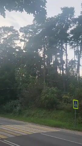 The video shows a roadside view of a forest with tall pine trees. A yellow and black pedestrian crossing sign is visible on the right side of the road, next to a crosswalk marked on the asphalt. The sun is shining through the trees, creating a slightly hazy effect. The camera appears to be moving, possibly from a vehicle.