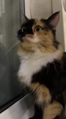 A calico cat with black, orange, and white fur sits on a windowsill, looking out of a window. The cat's face is mostly black on the left side and orange and white on the right. The cat's eyes are green and wide. The cat's whiskers are long and white. The window is large and reflects the cat's face. The background is blurred and out of focus, but appears to be a room with beige walls. The video is filmed from a close-up perspective, focusing on the cat's face. The cat's ears are perked up and it appears to be alert and curious.