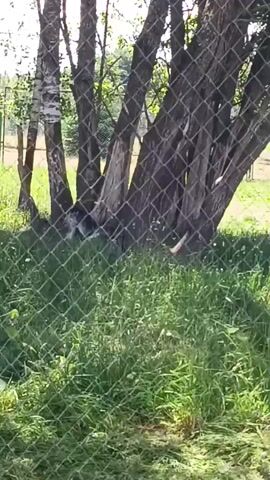 The video shows a fenced enclosure with grass and trees. In the foreground, a green metal fence post and wire mesh fence are visible. Behind the fence, a tree trunk is prominent, with more trees and foliage further back. The ground is covered in green grass and some dry leaves. Partially obscured by the trees and fence, an animal with dark fur, possibly a dog or wolf, can be seen lying down or resting. In the background, another fence and some structures are faintly visible, suggesting this is a zoo or a large animal enclosure. The lighting indicates it is daytime, likely sunny, with shadows cast by the trees. The overall impression is of an outdoor environment housing an animal.