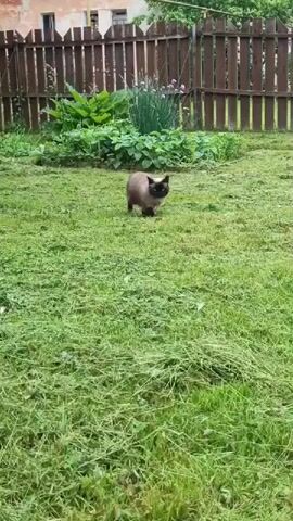 A Siamese cat walks on a freshly mown lawn in front of a wooden fence. The cat is moving from left to right, facing forward and looking at the camera. The grass is cut short, with clippings visible on the lawn. In the background, there is a garden with green plants and a wooden fence. The sky is overcast.