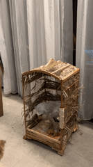 Caged owls and a curious dog in Kuta Selatan, Bali