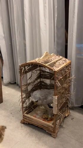 Caged owls and a curious dog in Kuta Selatan, Bali
