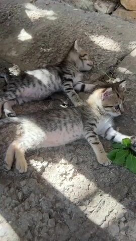 Two tabby kittens are lying down on a rocky surface. The kitten in the foreground is looking to the right, and its front paw is extended towards some green leaves. The kitten in the background is lying on its side with its eyes closed. Sunlight is casting shadows on the ground.