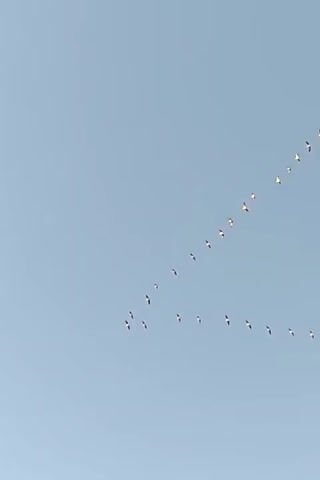 A flock of birds flies in a V-formation against a clear blue sky. The birds are small and silhouetted, making it difficult to discern their specific species. The V-formation consists of two lines of birds, with one line extending upwards and to the right, and the other line extending horizontally to the right. The birds appear to be flying in unison, maintaining their positions within the formation. The lighting suggests it is daytime, with no visible shadows or distinct light sources. The background is devoid of any other objects or features, focusing solely on the birds and the sky. The video is short, capturing a brief moment of the birds' flight.
