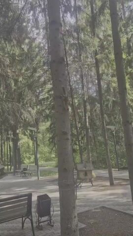 A squirrel climbs a tree in a park. The park has benches, lampposts, and a bird feeder. The sun is shining through the trees.