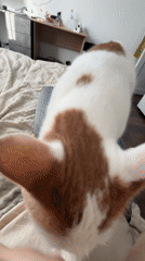 Cat with brown markings stands on lap in Russia