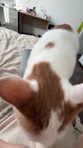 Cat with brown markings stands on lap in Russia