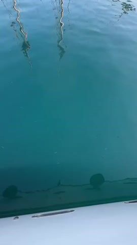 The video shows a clear turquoise body of water with several small fish swimming. There are also some ropes or lines submerged in the water, possibly from boats. In the foreground, a white surface, likely the side of a boat, is visible. The water appears calm, and the sunlight creates reflections on the surface.